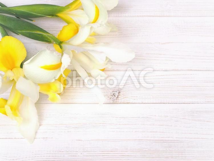 アイリスの花と木目の背景素材 アイリス,アヤメ,花の写真素材