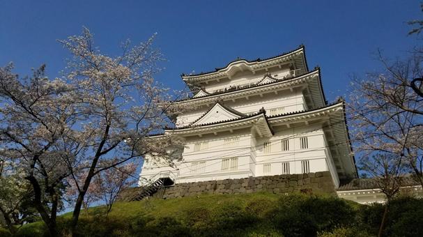 小田原城 春,4月,サクラサクの写真素材