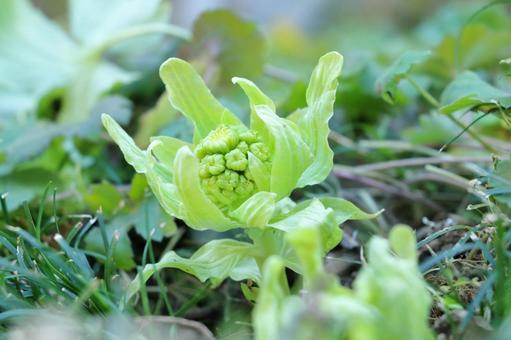 フキノトウ　春の味覚 フキノトウ,山菜,春の写真素材