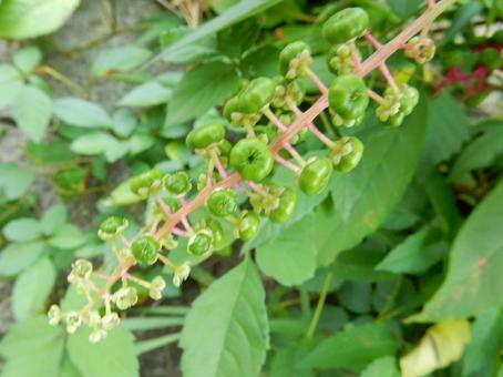 【植物写真】ヨウシュヤマゴボウ 【植物写真】ヨウシュヤマゴボウの写真