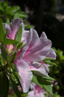 鮮やかな花 鮮やかな花の写真