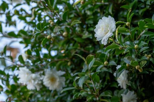 白い椿 椿,花,白の写真素材