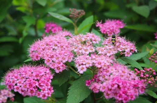 シモツケの花とハチ シモツケの花とハチの写真