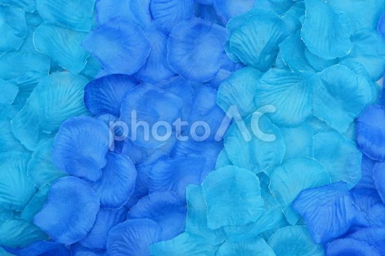 青い紫陽花の背景素材（グラデーション） 紫陽花,花びら,青の写真素材