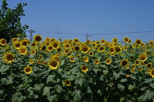 ヒマワリの花と青空 ヒマワリの花と青空 ヒマワリ,青空,黄色い花の写真素材