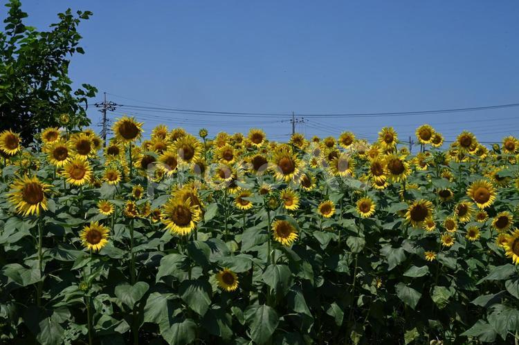 ヒマワリの花と青空 ヒマワリ,青空,黄色い花の写真素材