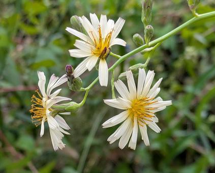 風に揺れるアキノノゲシ 風に揺れるアキノノゲシ 秋の野芥子,野草,花の写真素材