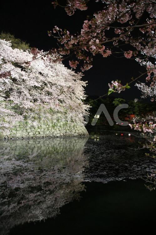 彦根城夜桜 彦根城,夜桜,桜の写真素材