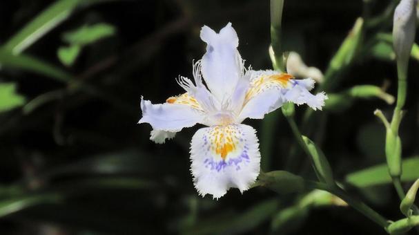 日陰に育つ鮮やかなシャガの花 日陰に育つ鮮やかなシャガの花の写真