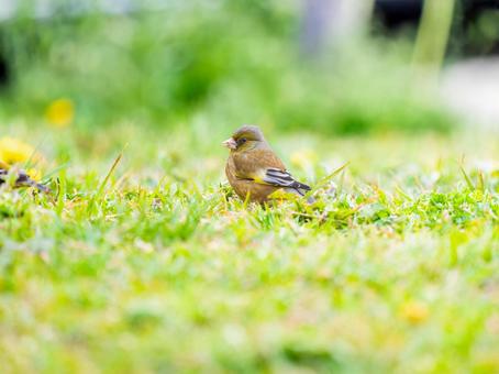 地面を歩くカワラヒワ 地面を歩くカワラヒワの写真