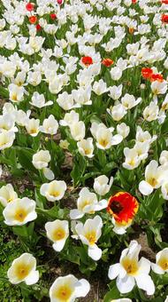 白いチューリップ チューリップ,自然,風景の写真素材