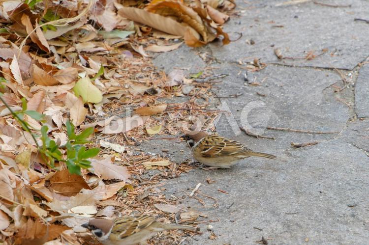 落ち葉の中で餌を探すスズメ スズメ,鳥,野鳥の写真素材