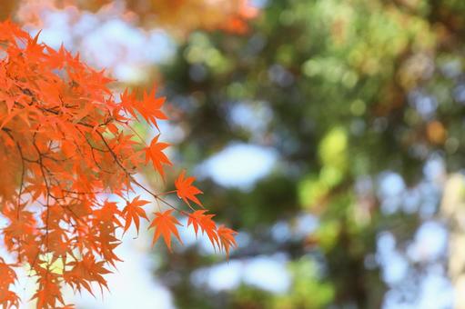紅葉のもみじ 紅葉のもみじの写真