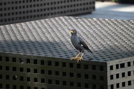 ベンチにとまるジャワハッカ ベンチにとまるジャワハッカの写真