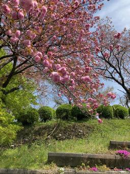 桜淵公園の桜 桜淵公園の桜の写真