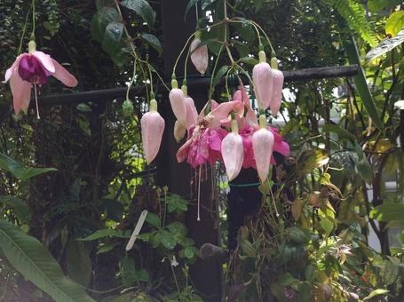 フクシア フクシア フクシア,花,植物の写真素材