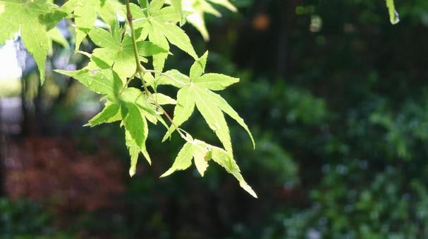 公園の緑椛 公園の緑椛の写真