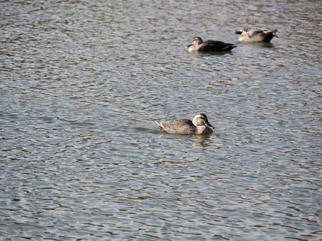 カルガモ カルガモ,鳥,野鳥の写真素材