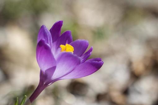 Crocus, JPG Crocus, JPG