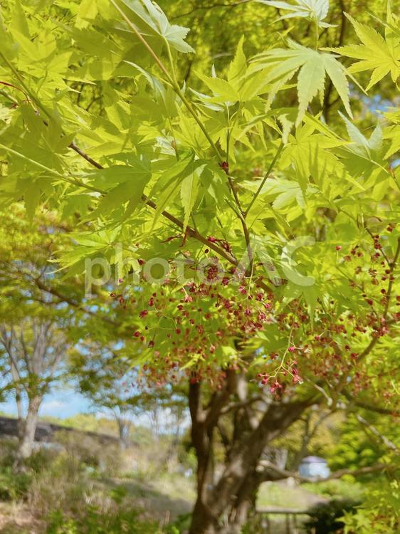 木漏れ日 自然,木漏れ日,風景の写真素材