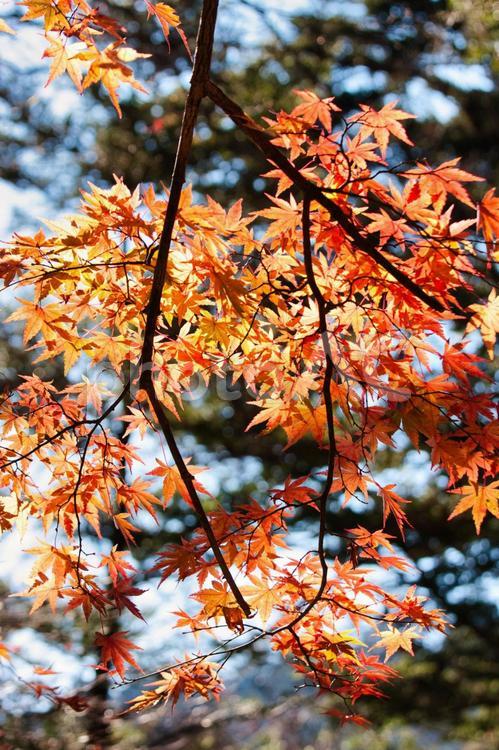 美しい京都の秋、紅葉の風景 紅葉,紅葉狩り,モミジの写真素材