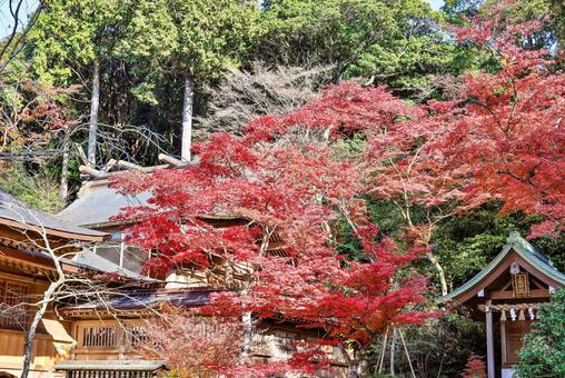 竈門神社の紅葉　五穀神社 竈門神社,五穀神社,紅葉の写真素材