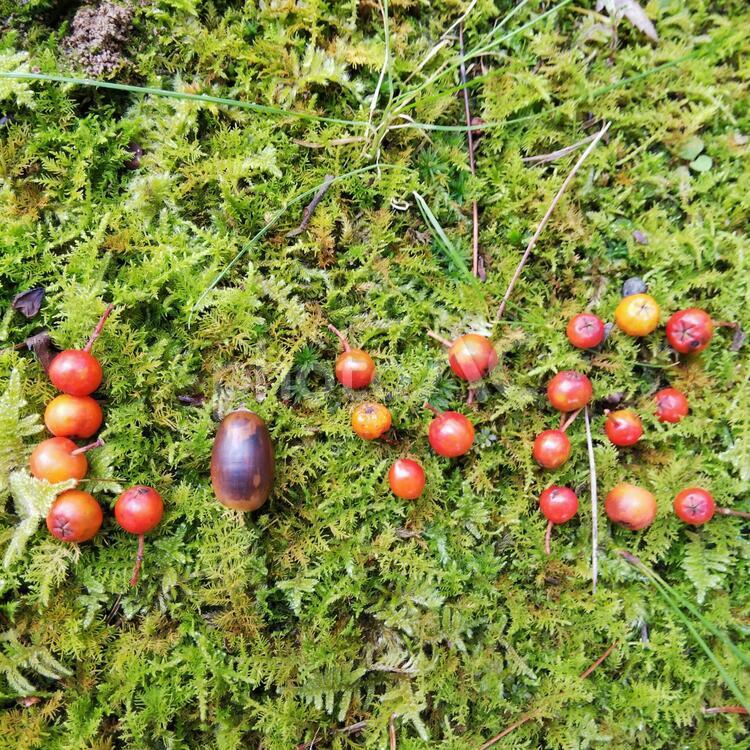 苔と木の実 季節,木,木材の写真素材