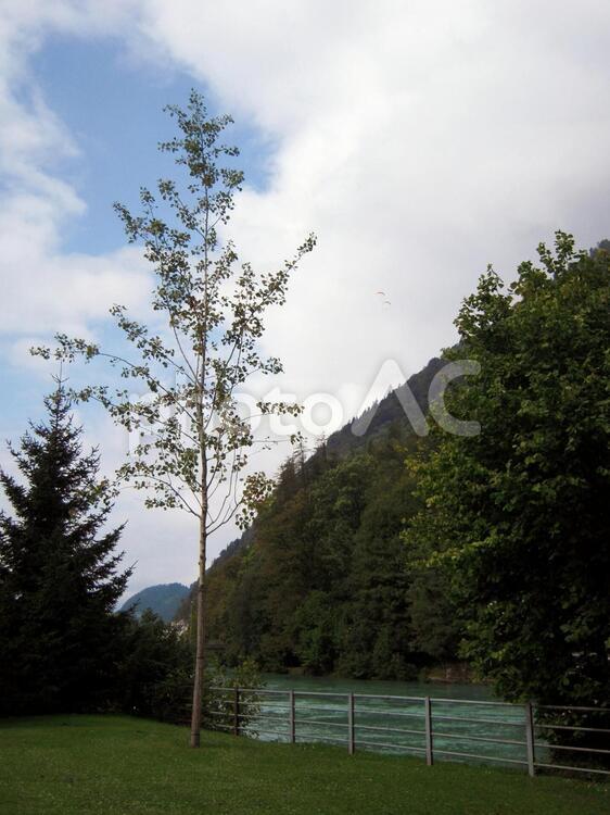 木のある風景 木,スイス,インターラーケンの写真素材