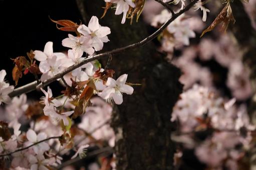 夜桜 夜桜 桜,春,桜の木の写真素材