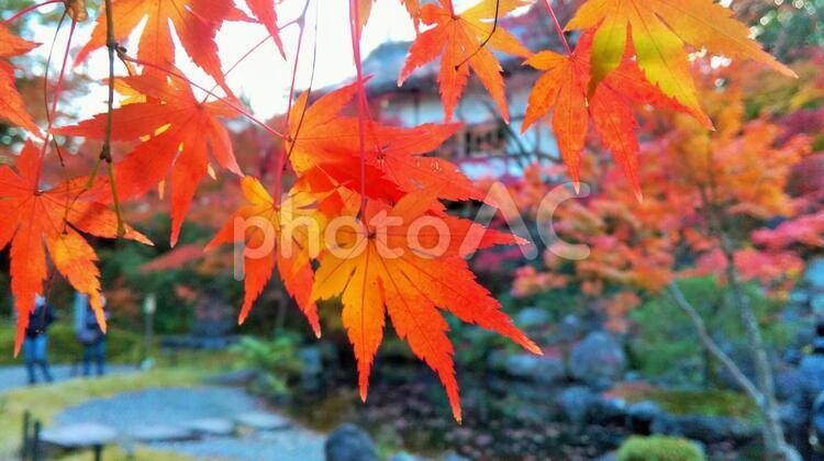 長岡天満宮の紅葉のアップ 紅葉,もみじ,長岡天満宮の写真素材