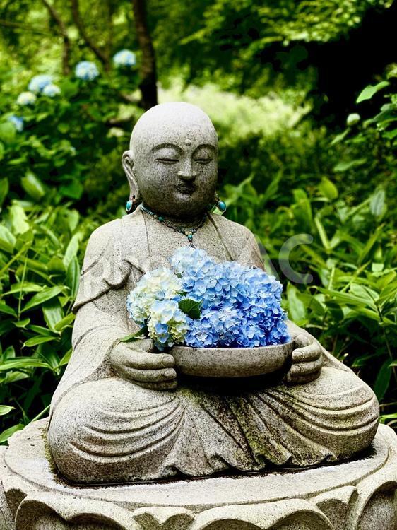 鎌倉明月院の紫陽花とお地蔵様 地蔵,明月院,紫陽花の写真素材