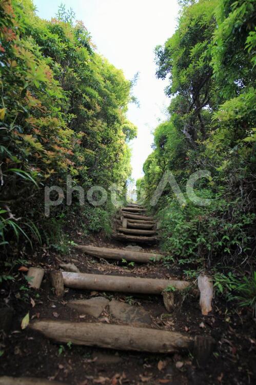 木段が通る広葉樹林4 登山道,階段,登山の写真素材