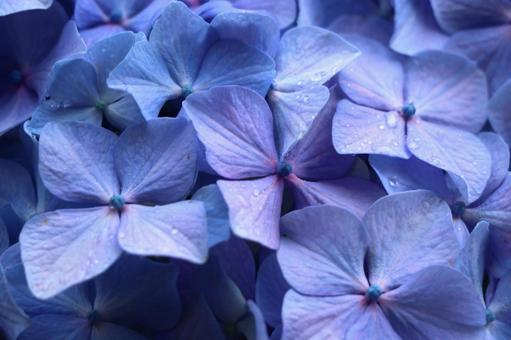 紫陽花の写真