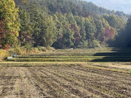 晩秋の田んぼ 秋,朝,景色の写真素材