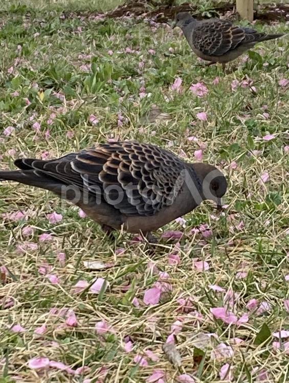春の公園で落ちた桃の花びらをつつくハト ハト,鳩,花桃の写真素材