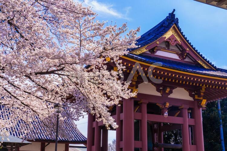 池上本門寺の満開の桜 桜,さくら,サクラの写真素材