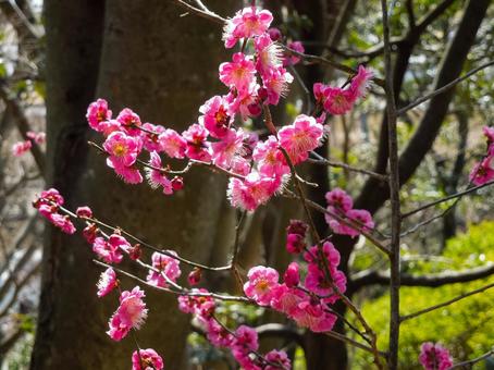 枝に咲く紅梅の花 梅,紅梅,花の写真素材