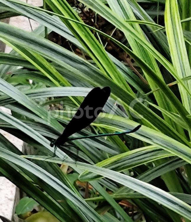爽やか夏　ハグロトンボ トンボ,昆虫,夏の写真素材