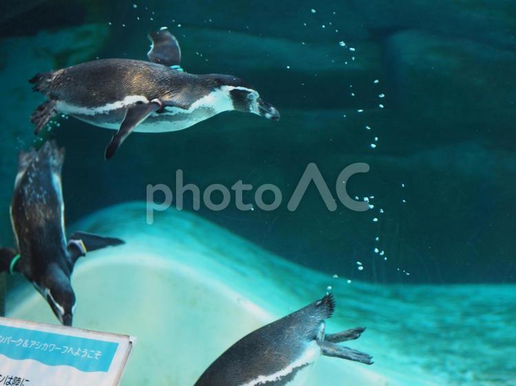 泳ぐフンボルトペンギン ペンギン,フンボルトペンギン,鳥類の写真素材