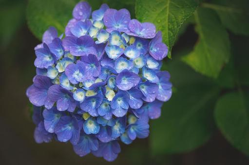 紫陽花 紫陽花の写真