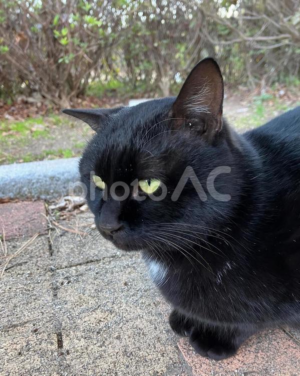 地域猫　黒猫 地域猫,猫,ねこの写真素材
