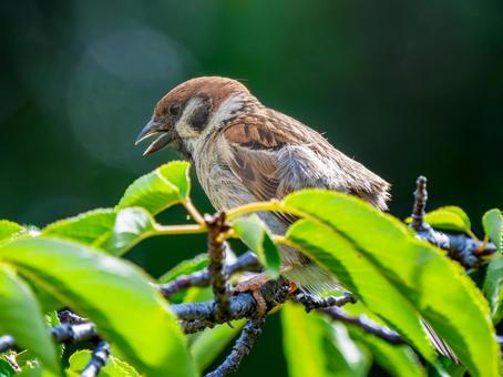 枝にとまるスズメ 枝にとまるスズメ スズメ,雀,鳥の写真素材