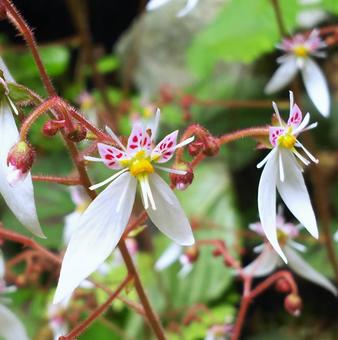 ユキノシタの花 栃木市,山,花の写真素材