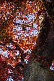もみじの木 もみじの木の写真