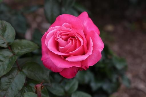 華やかなマゼンタピンクのバラ バラ,薔薇,ピンクの写真素材