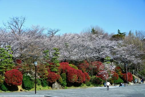 桜と木々 桜と木々の写真