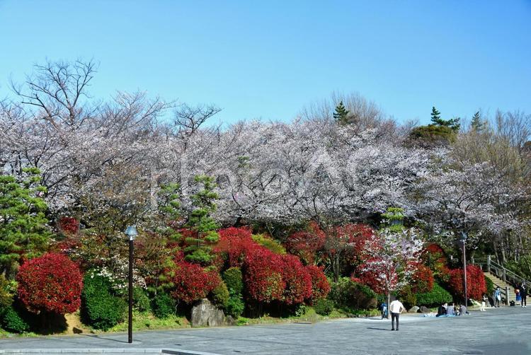 桜と木々 自然,花,葉の写真素材