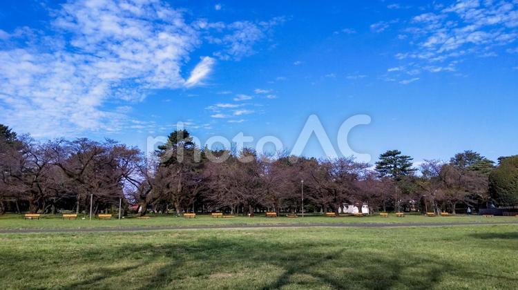 静かな緑の森林公園とベンチの壁紙イメージ　●背景素材16:9 公園,森林公園,ベンチの写真素材