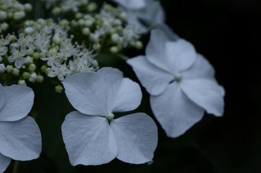 Photo, hydrangea, flower, hydrangea plant, 