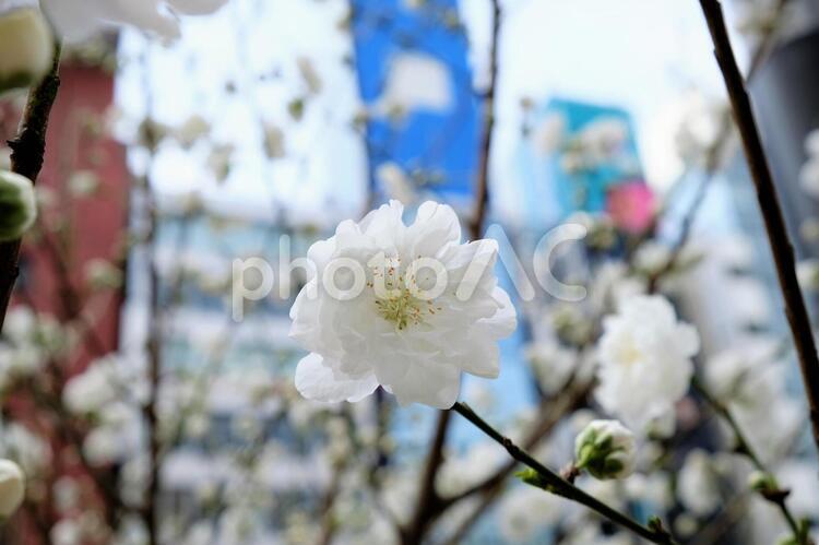 八重桜１ ビル,八重桜,日本橋の写真素材